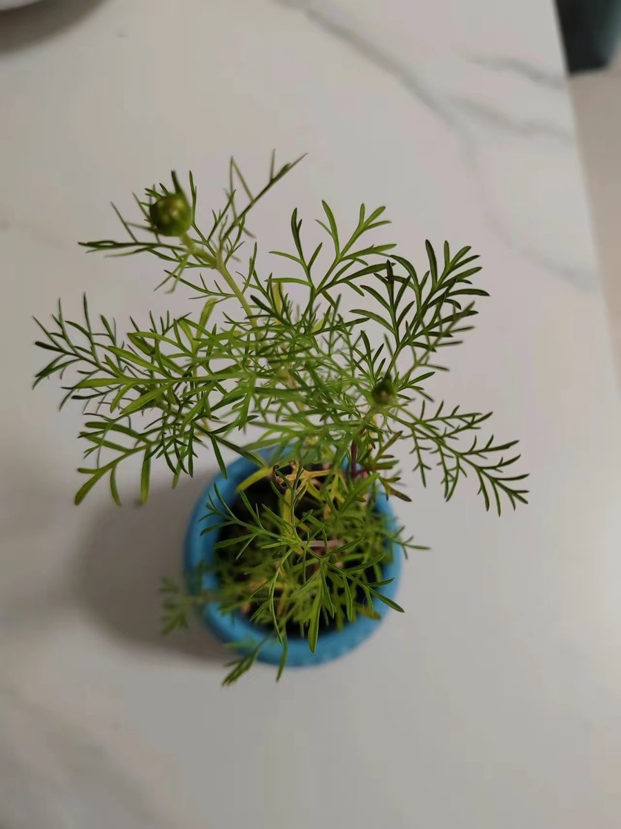 cordiebee tweet media