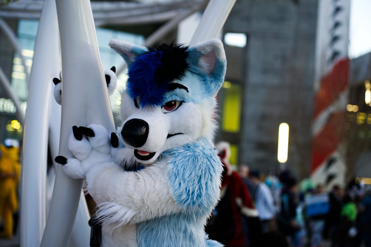 Cloud Husky Landar #LVFC (GOH) tweet media