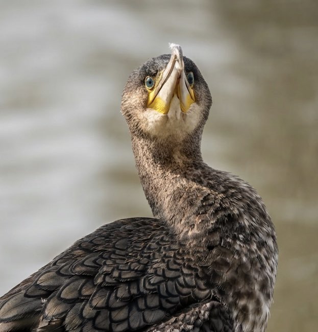 JavaJane🎱 tweet media