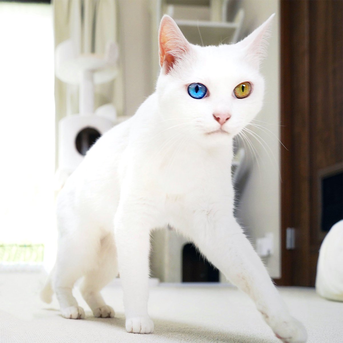 るかくらさん tweet media