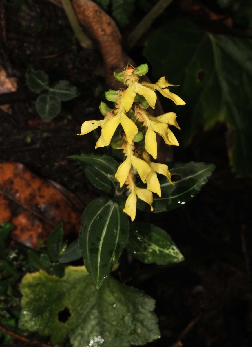 Naresh Swami tweet media