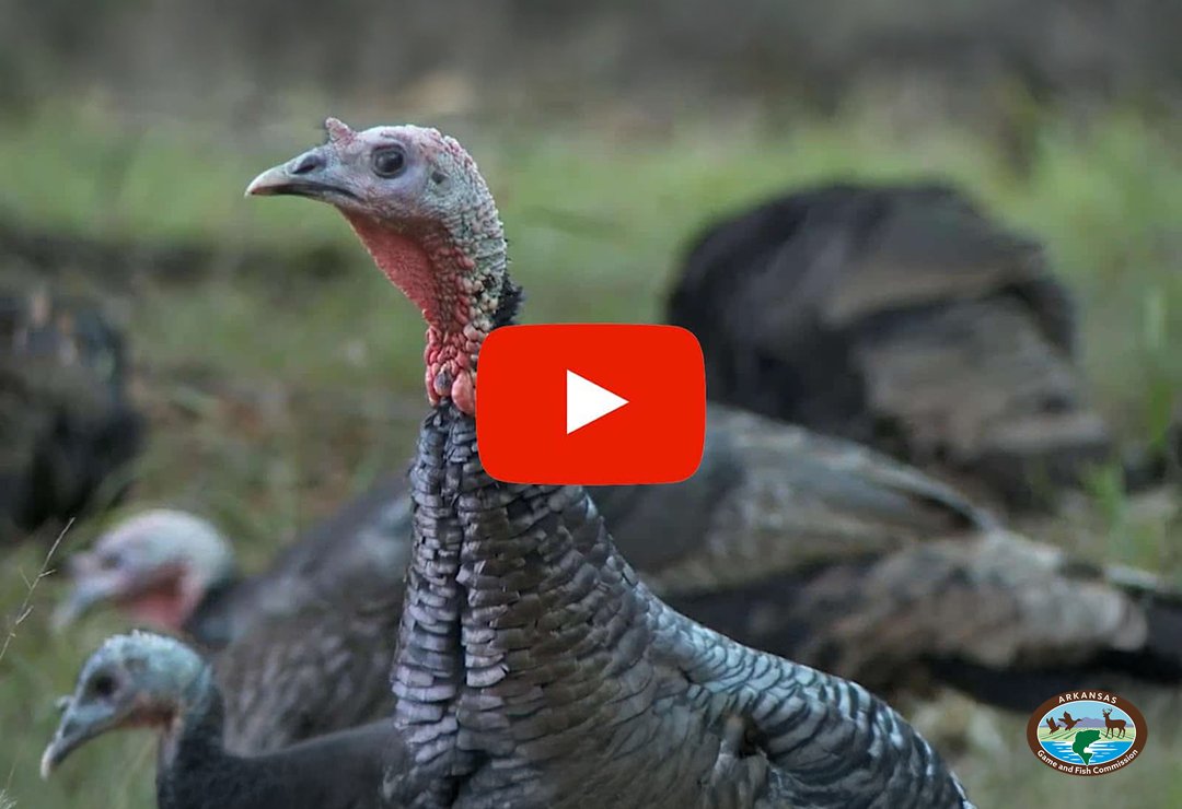 Arkansas Game and Fish Commission tweet media