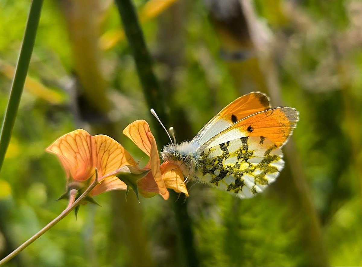 Israel ישראל tweet media