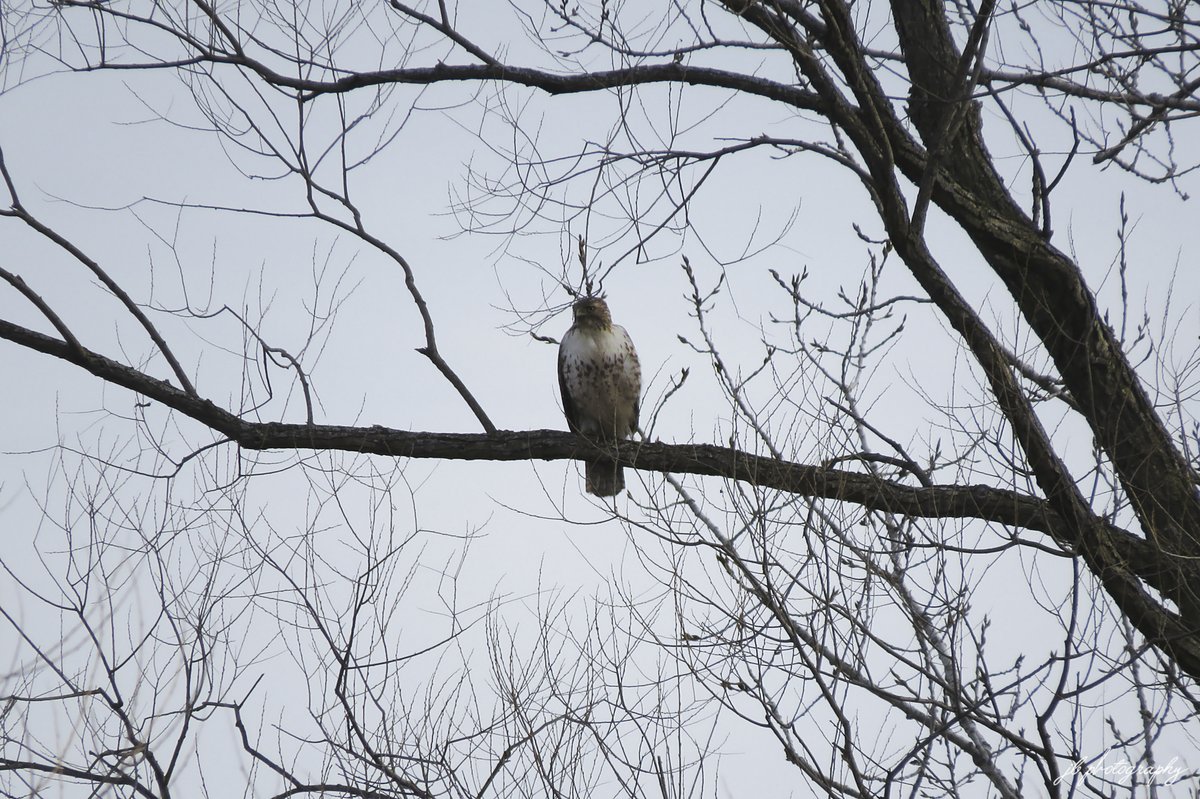 JB's Native Garden🦋 tweet media