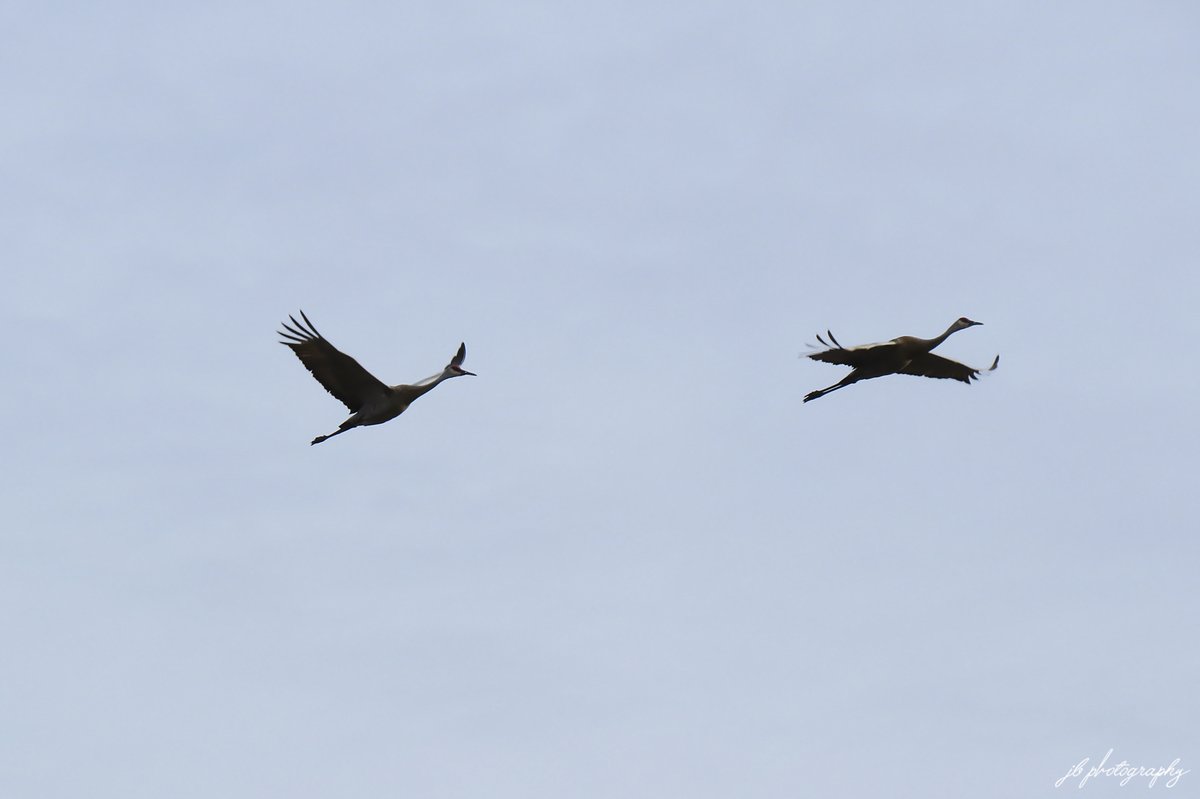 JB's Native Garden🦋 tweet media