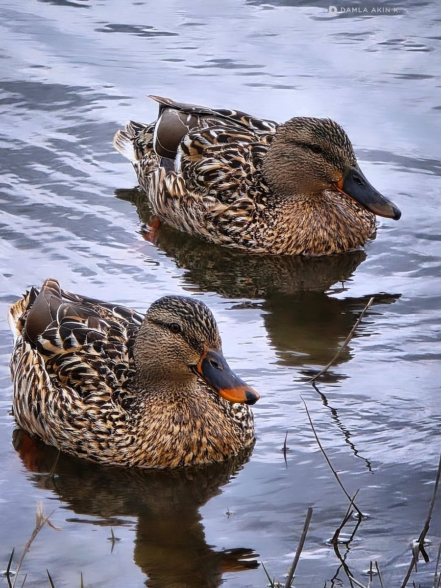 DaMLaAknK's tweet image. 📷
#ördek #duck #canard #mertgölü #iğneada