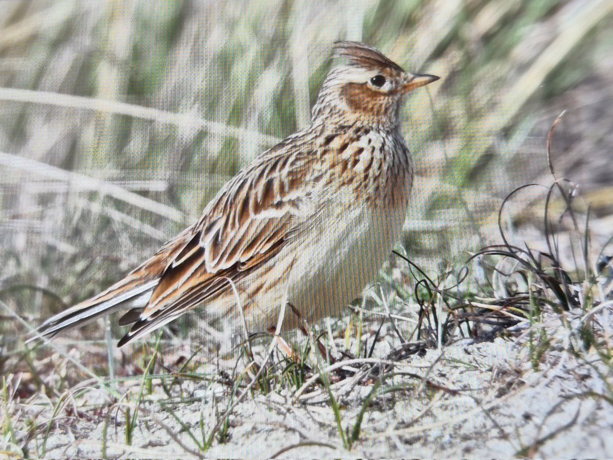 mick davis tweet media