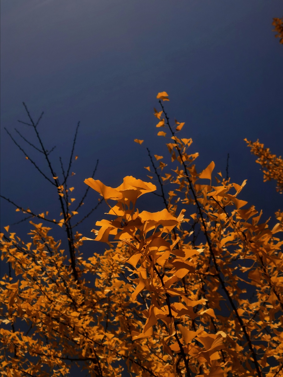 Dianne Lewis tweet media