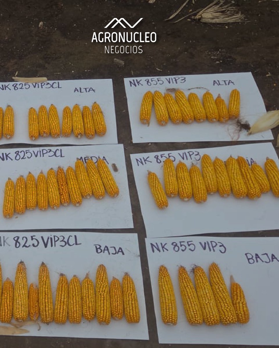 agronucleo's tweet photo. 🌽🌽 Durante una capacitación en Santa Isabel, evaluamos la respuesta de nuestros híbridos a distintas densidades: 35, 80 y 100 mil plantas/ha.

📊 Más datos a campo para mejores planteos productivos. 🤝 Agronucleo, siempre junto al productor.

#maicesnk #serviciosagropecuarios https://t.co/QqgEDS47Kv