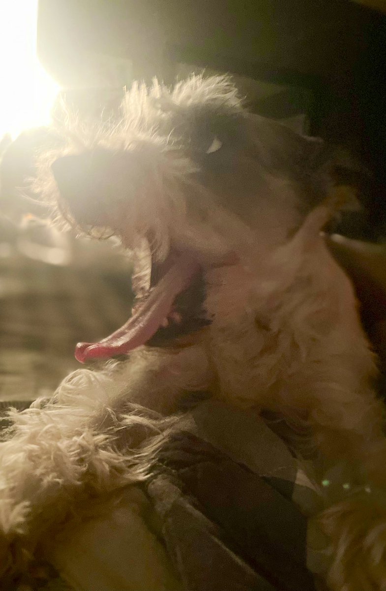 Burkeeboy's tweet photo. Willy’s struggling to wake up this morning. #FridayMorning #SchnauzerGang #Fogs https://t.co/w7B4Tnadip