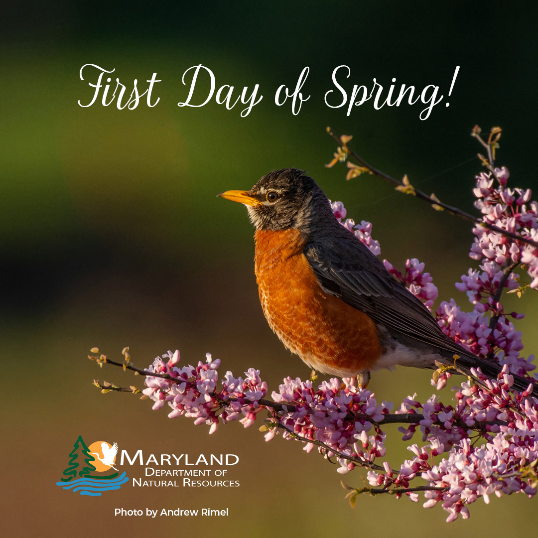 Maryland DNR tweet media