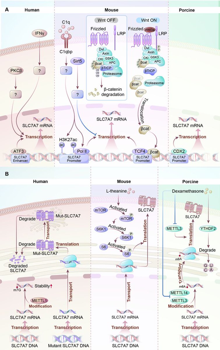 Journal for ImmunoTherapy of Cancer tweet media