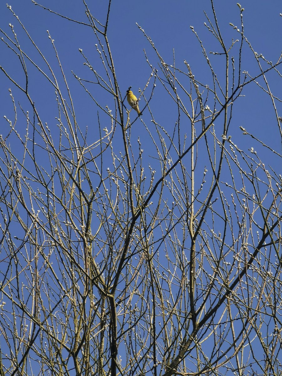 🦊Foxy tweet media