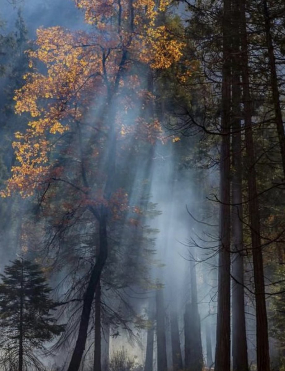 iolanda nunziato tweet media