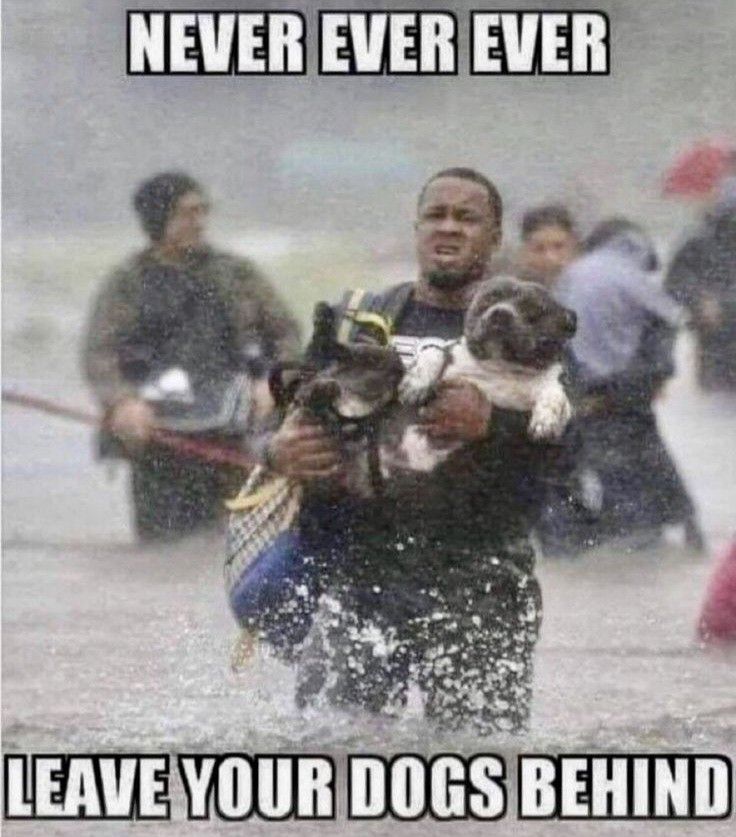 𝕏 Dogs tweet media