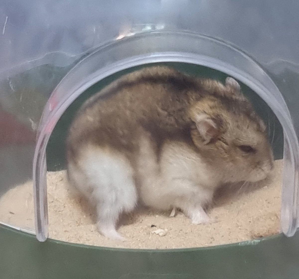 둥근햄 tweet media