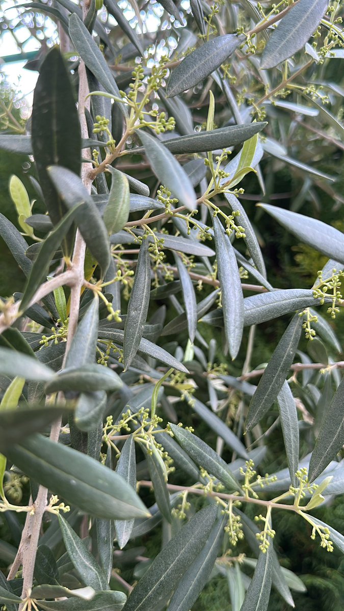 Ghassan Chammas tweet media