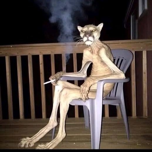 zeke 🇩🇿 tweet media