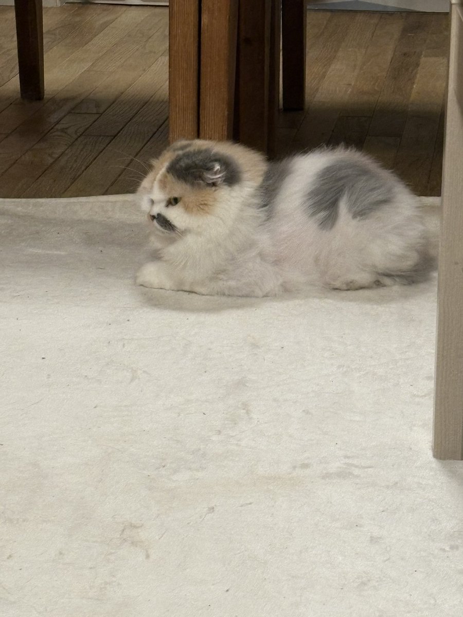 巨大神ライライ❣️今夜はここで寝るらしい…