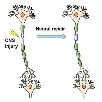 Short Squeez tweet media