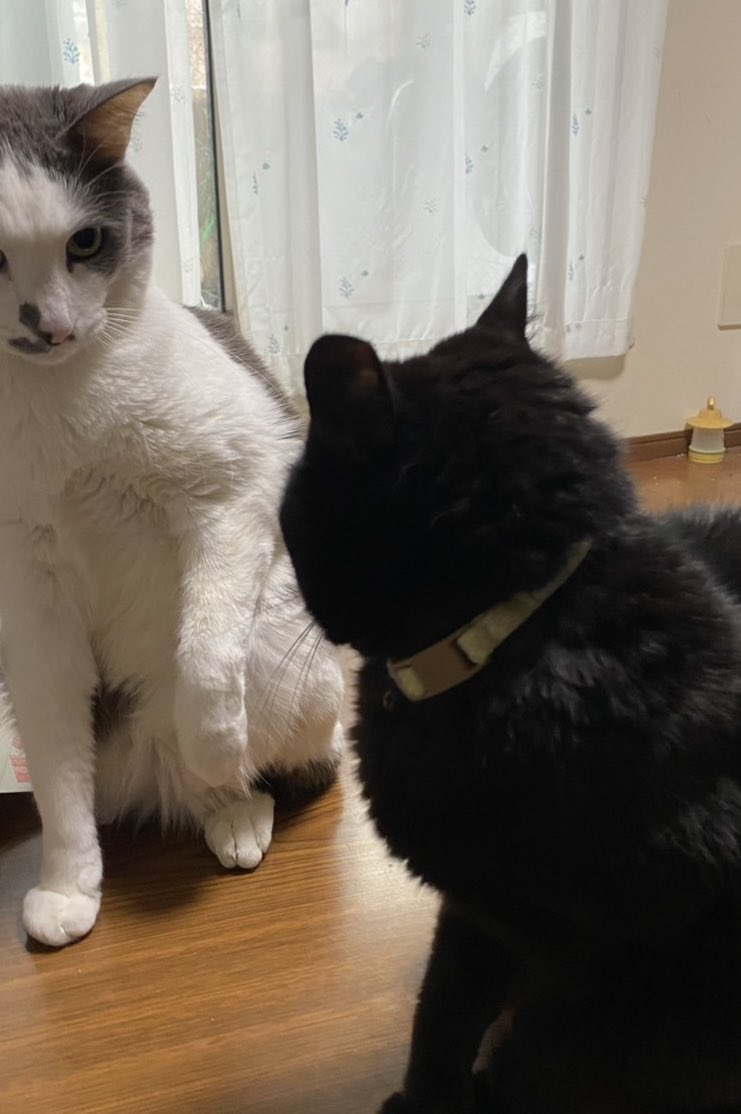 とよ田みのる tweet media