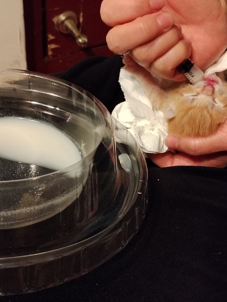 shira barda tweet media