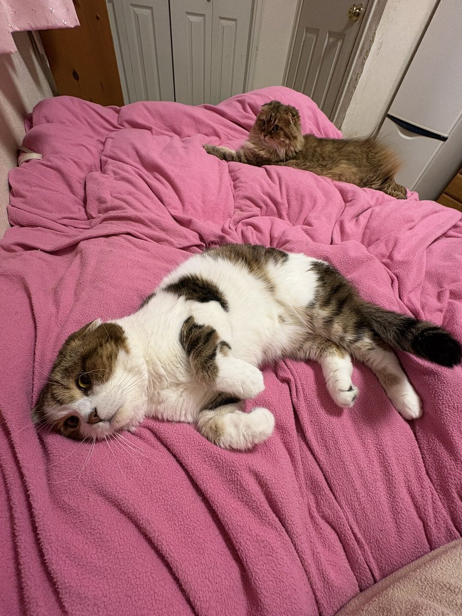 今夜はマロン部屋🌰で寝るか…😗😗😗