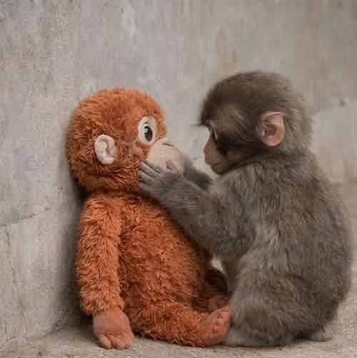 Alguien que me mire como Punch mira a su monito de peluche 😍