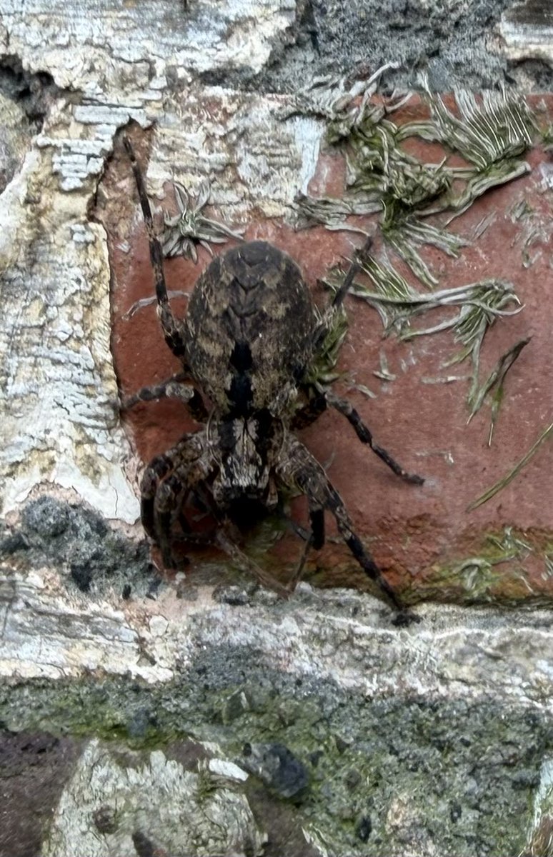 Johan Terryn tweet media