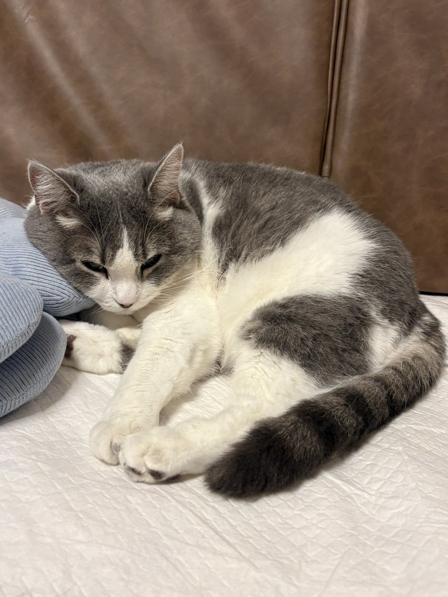 ウリちゃんはエアコンの風の当たる絶好の場所で陣取り❣️おやすみなさい⭐🌙