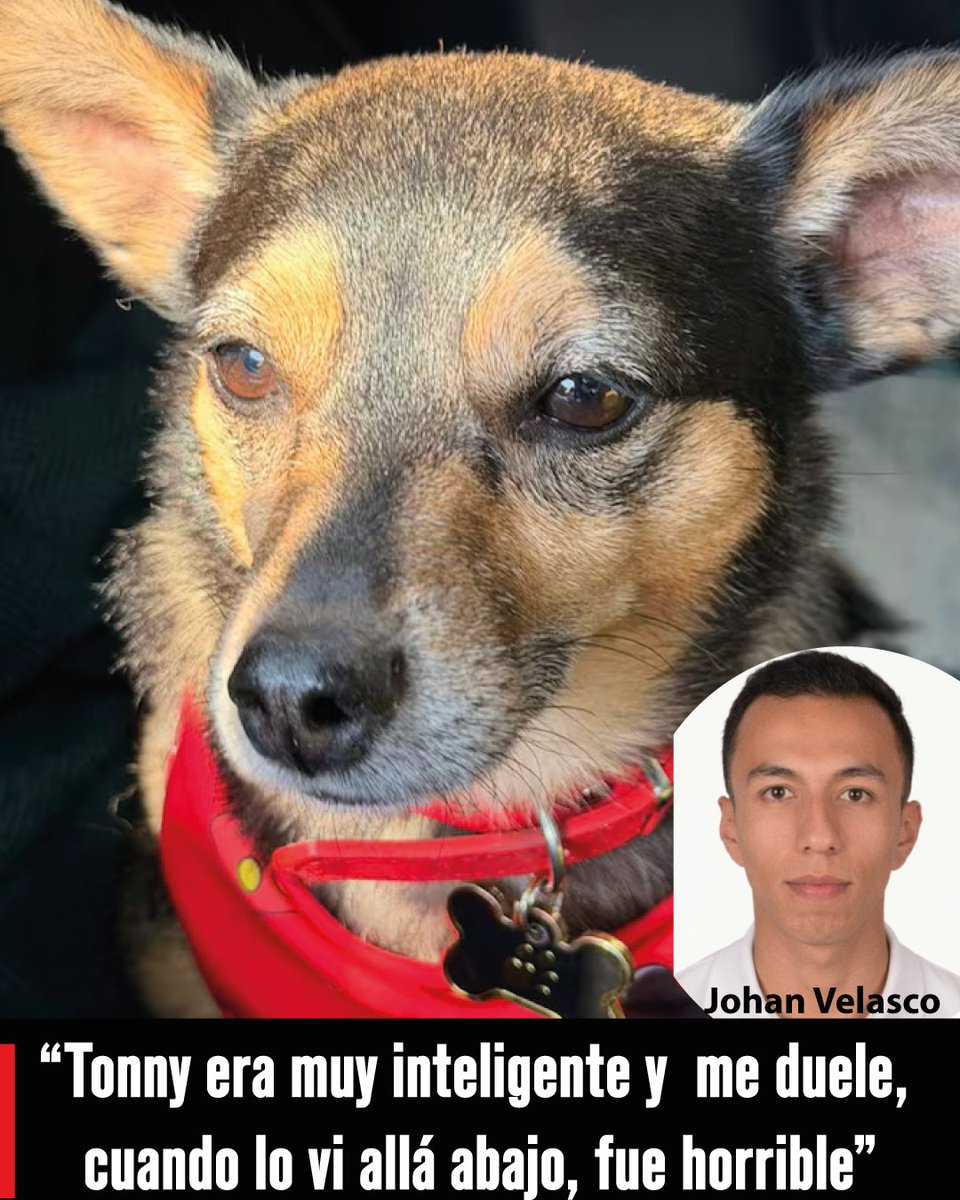 Plataforma ALTO tweet media