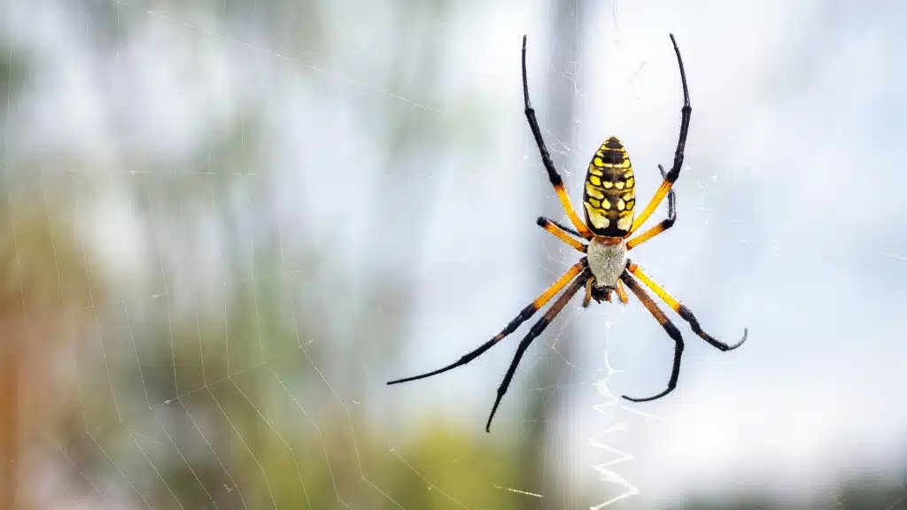 Batenswytch tweet media