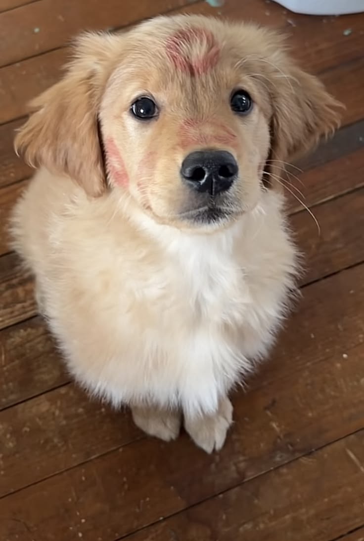 theDogLovers tweet media