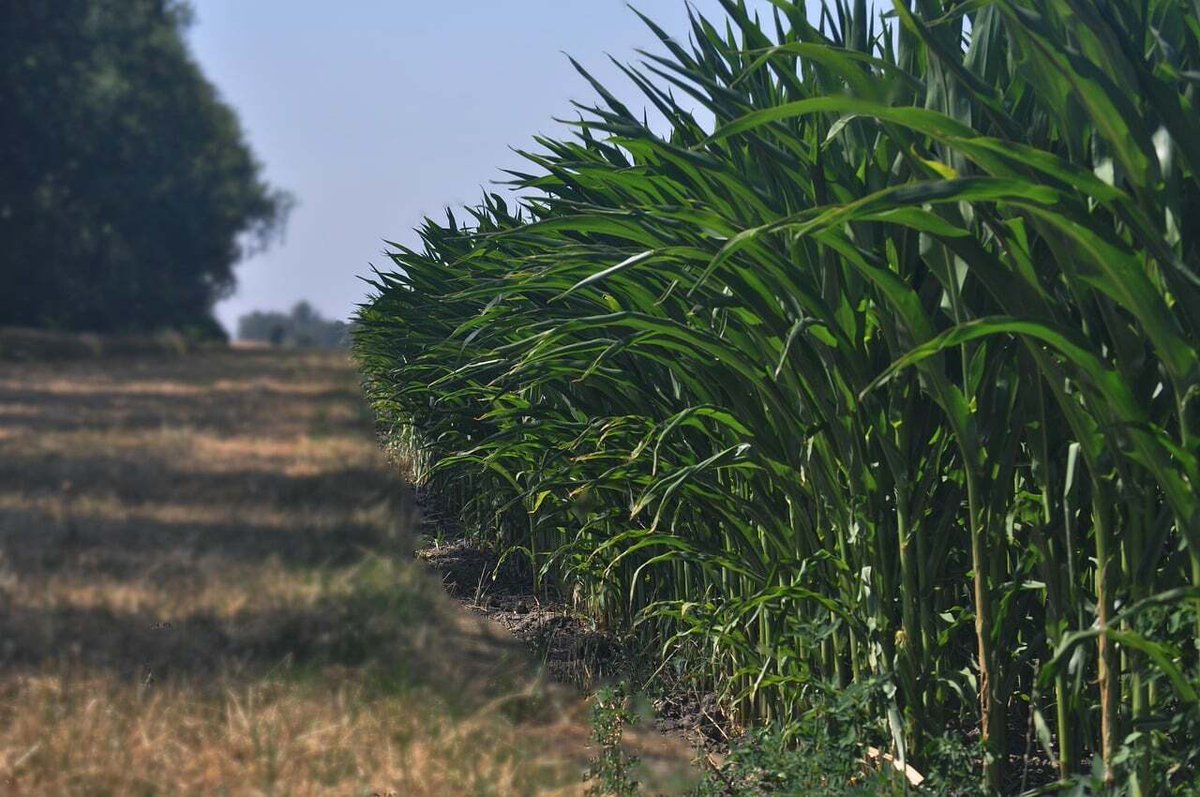 Seed World Latin America tweet media