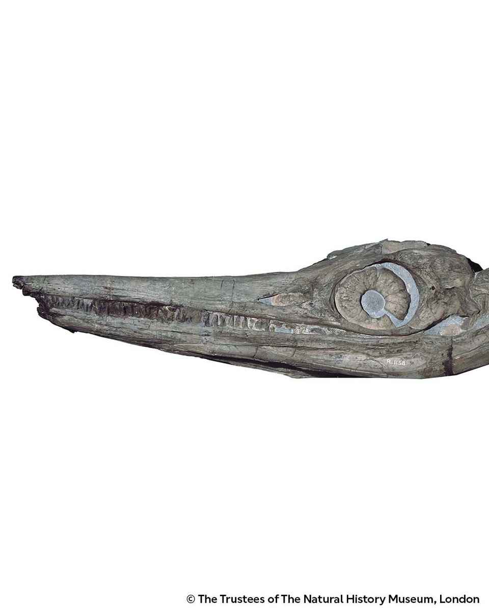 Natural History Museum tweet media