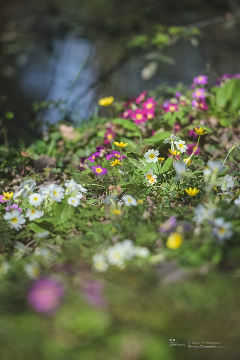 Préfet du Morbihan🇫🇷🇪🇺 tweet media