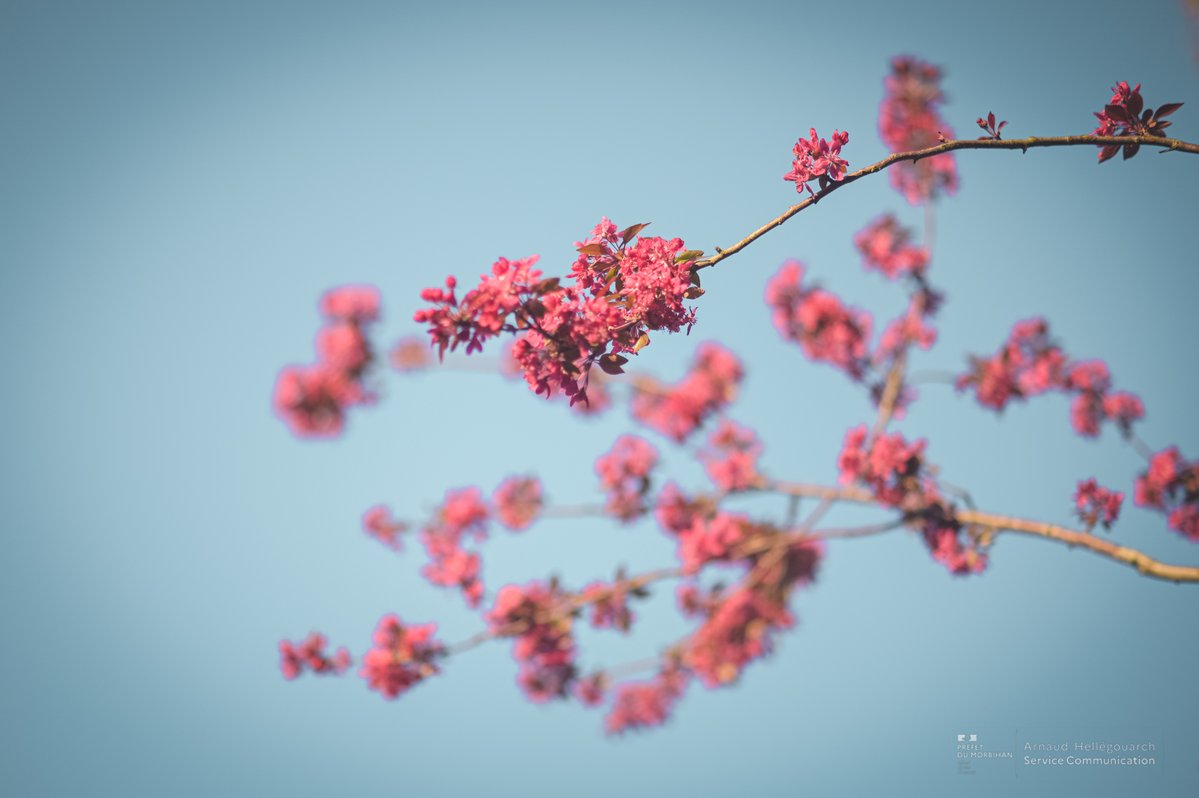 Préfet du Morbihan🇫🇷🇪🇺 tweet media