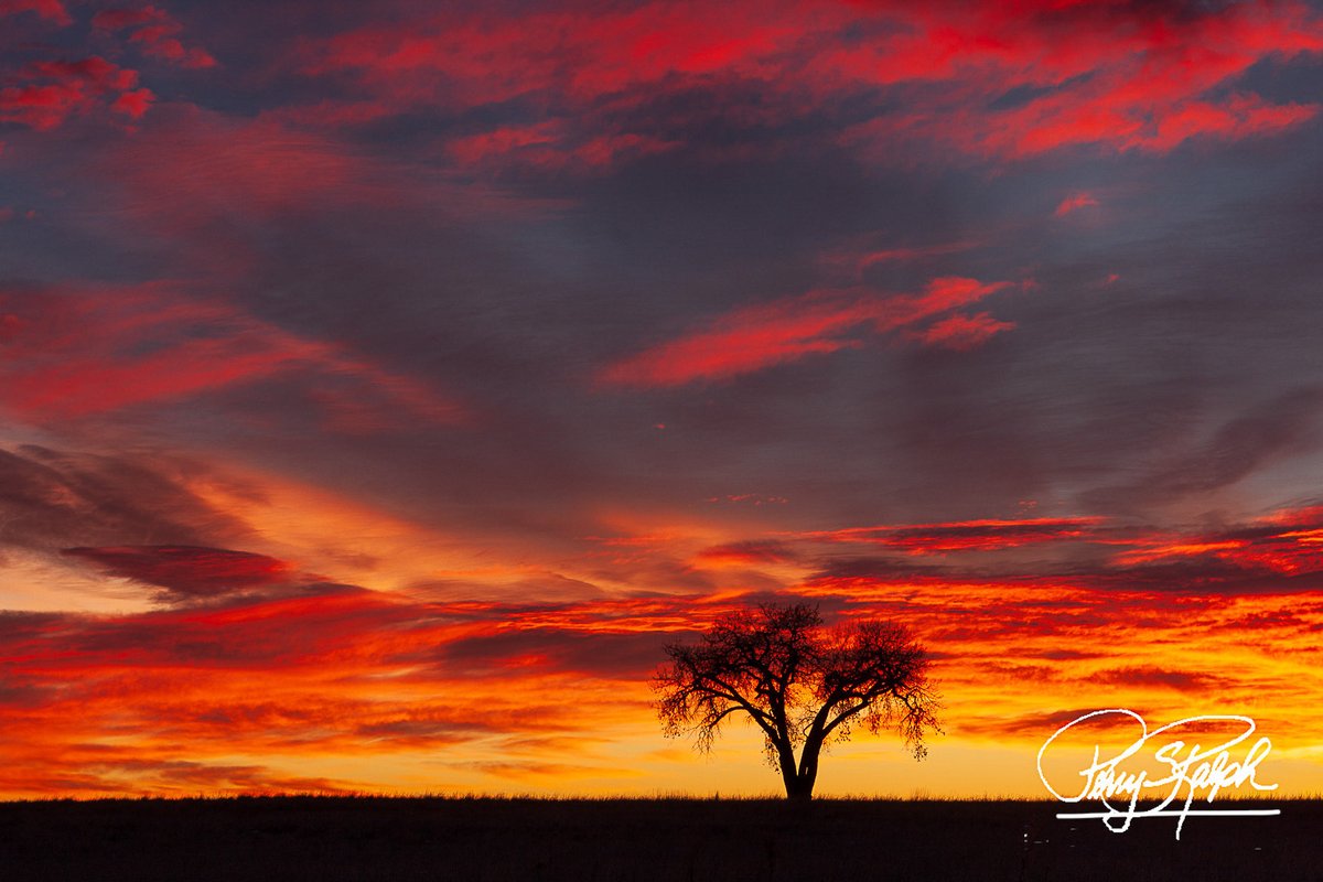 Perry Ralph tweet media