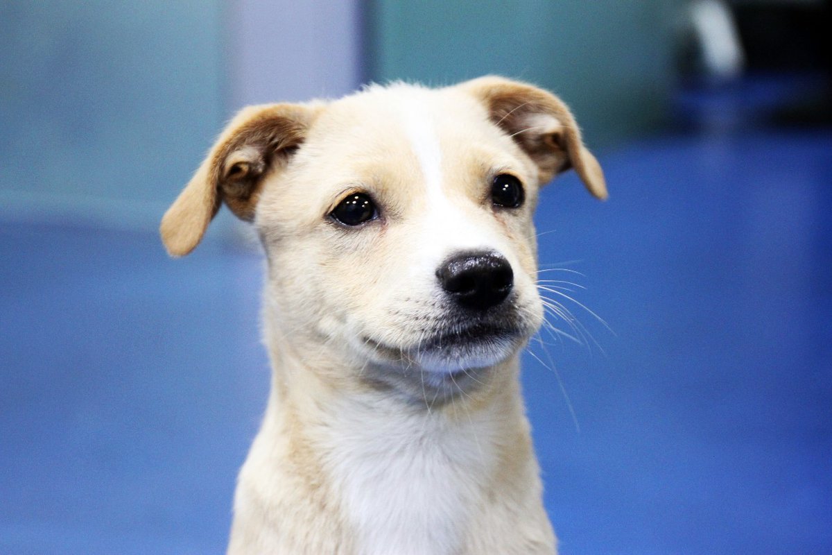 prima irish juntado tweet media