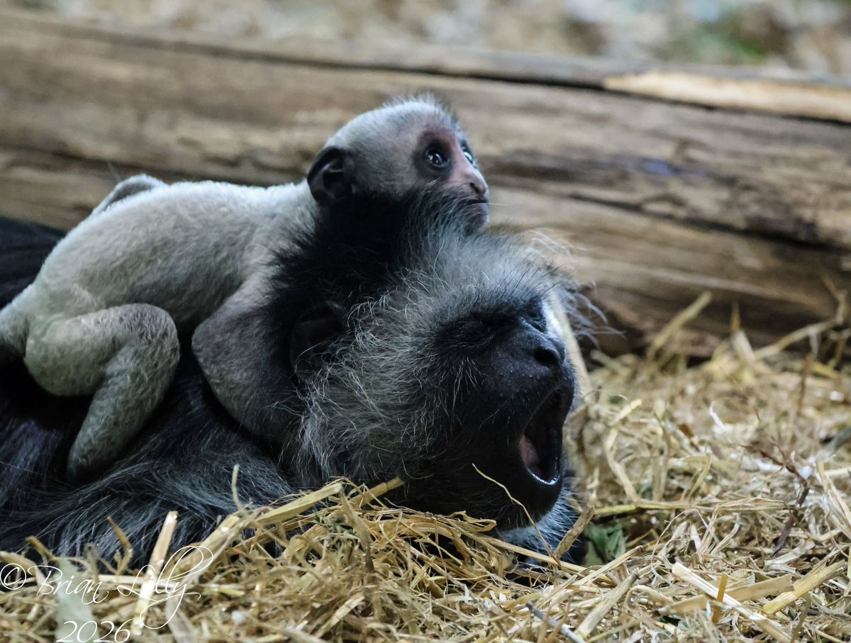 Brian Lilly tweet media