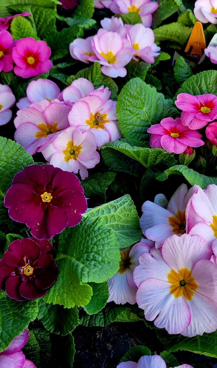 SusanInSeattle 🌸 💕🌸 tweet media