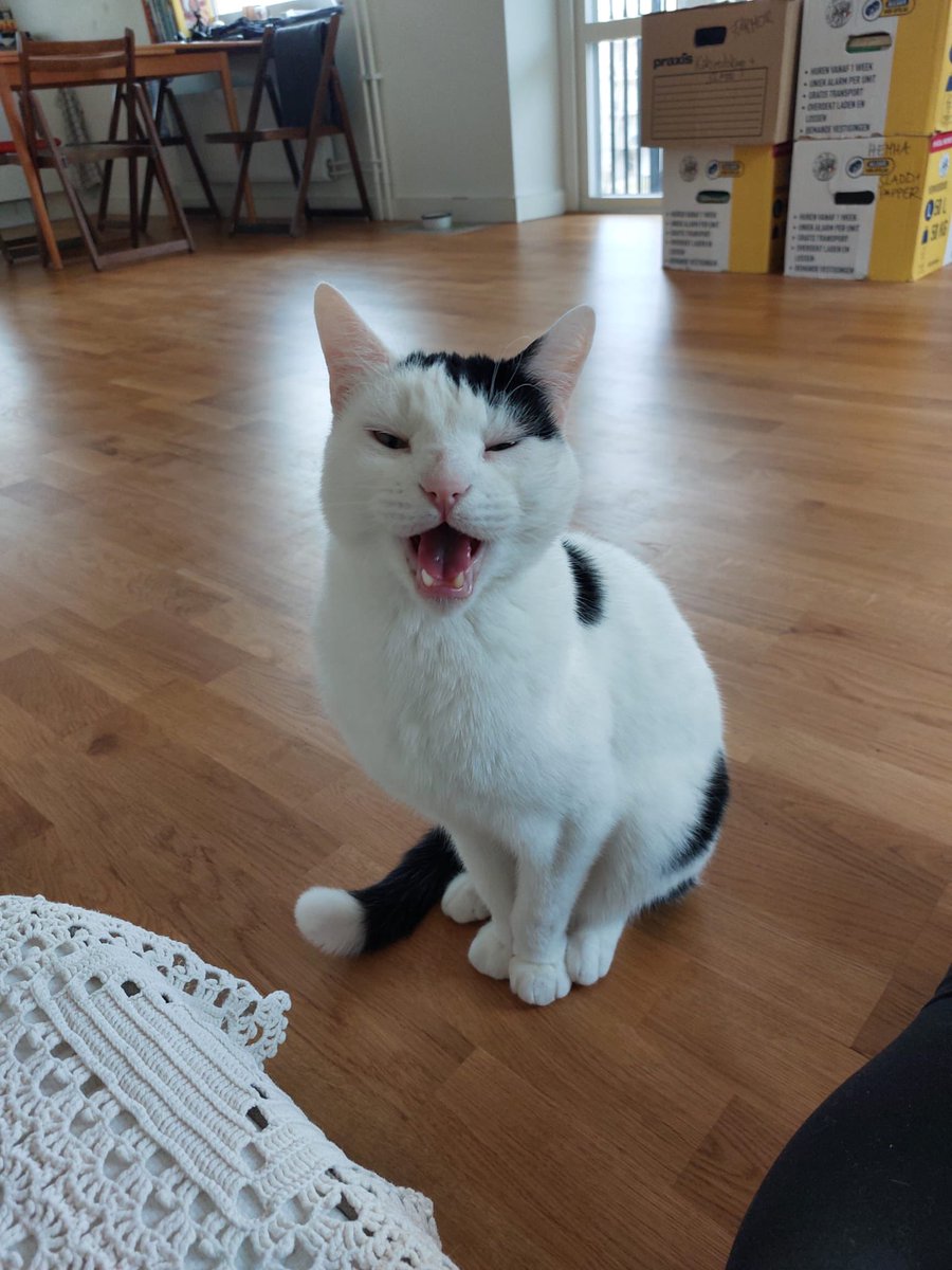 Spurre ger instruktioner till sin ordinarie Personal😹