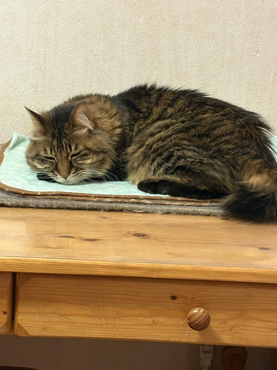 トラジィもマロン部屋🌰で寝るぞよ…💓💓