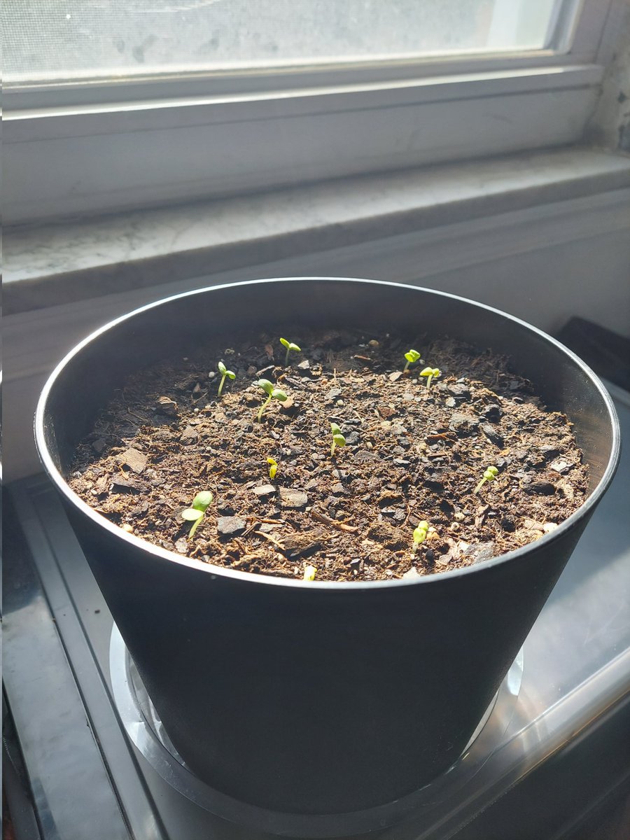 captaincommandr's tweet photo. grinchy cat toes and my sprouts sorry I haven't posted anything the gaping maw of the voice that speaks to me made me start 3 wips and I only have the motivation to finish one 🙃 https://t.co/JPkdv6ys0a