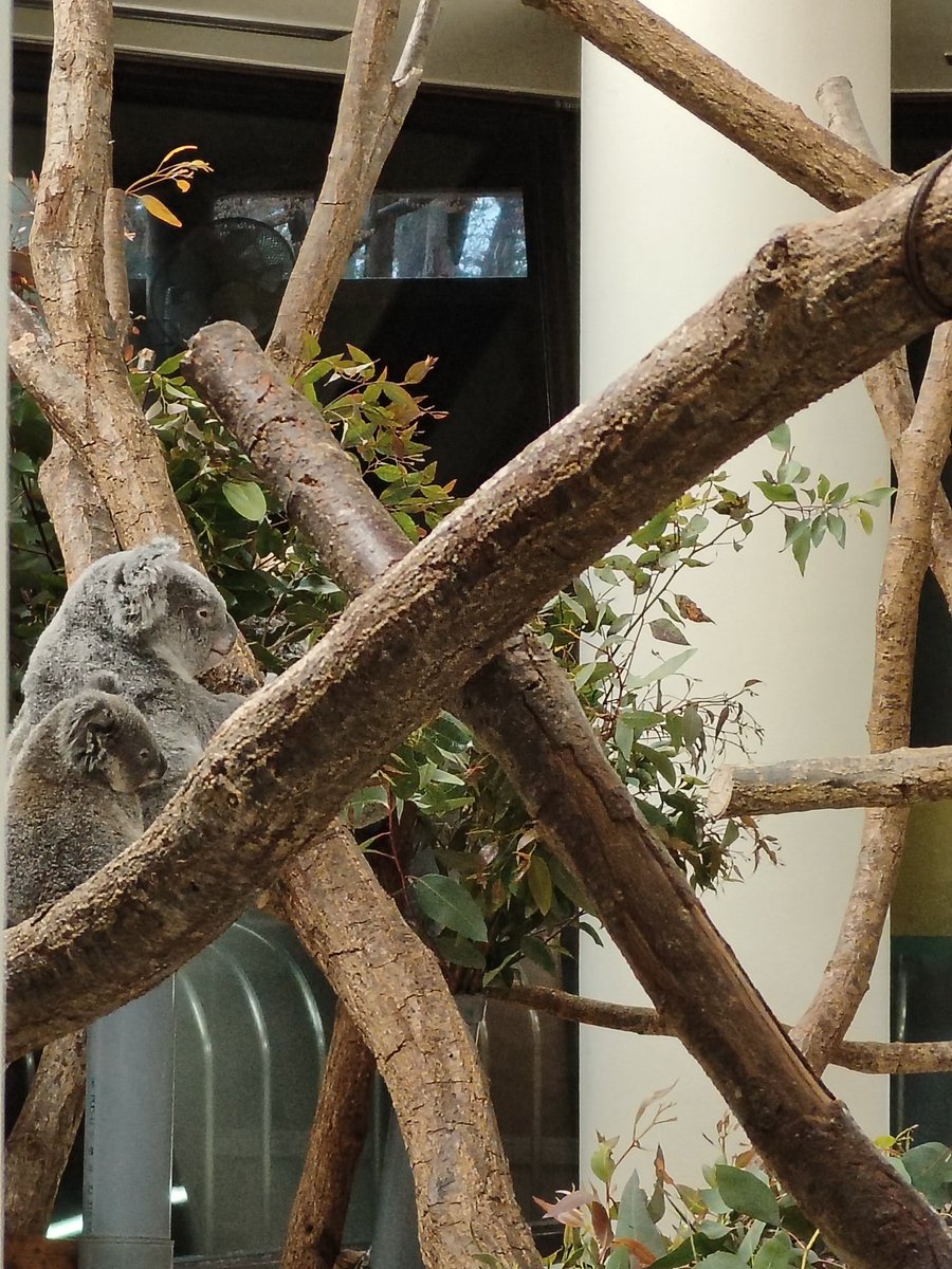 namakekingyo's tweet photo. 大ナマケ:コアラさんも可愛いかったですね💖🐨
小ナマケ:フワフワのモチモチだッタ💖🐨 https://t.co/E7Sd71JblX