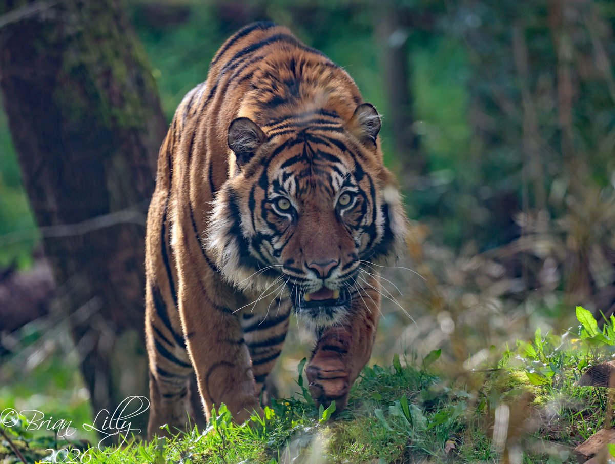 Brian Lilly tweet media