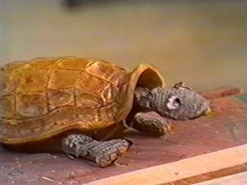 Napoleon tweet media