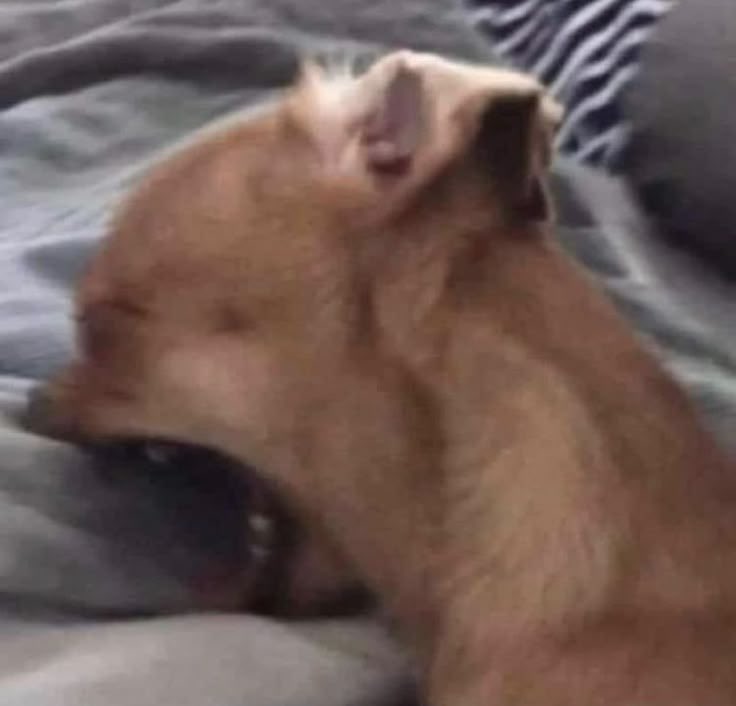 ๐ค ๐ฏ๐๐๐๐๐๐ ๐ญ๐๐ tweet media