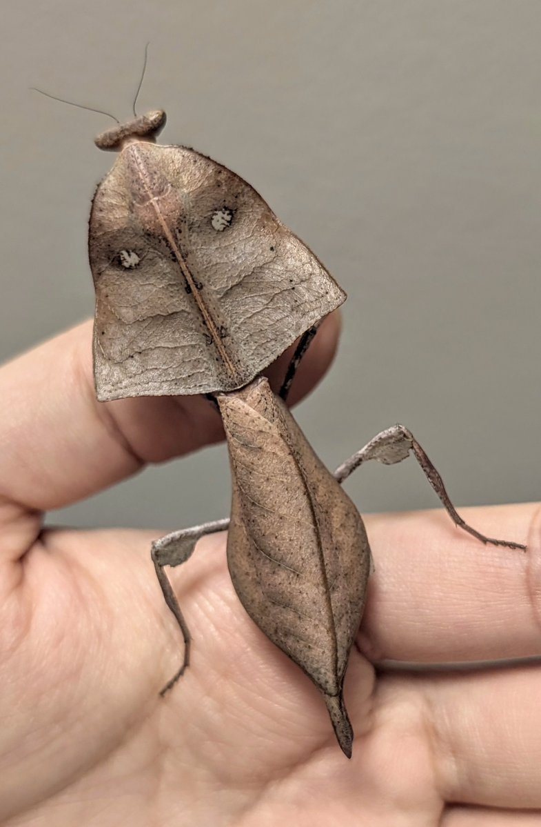 🍉Archesuchus🪶 tweet media