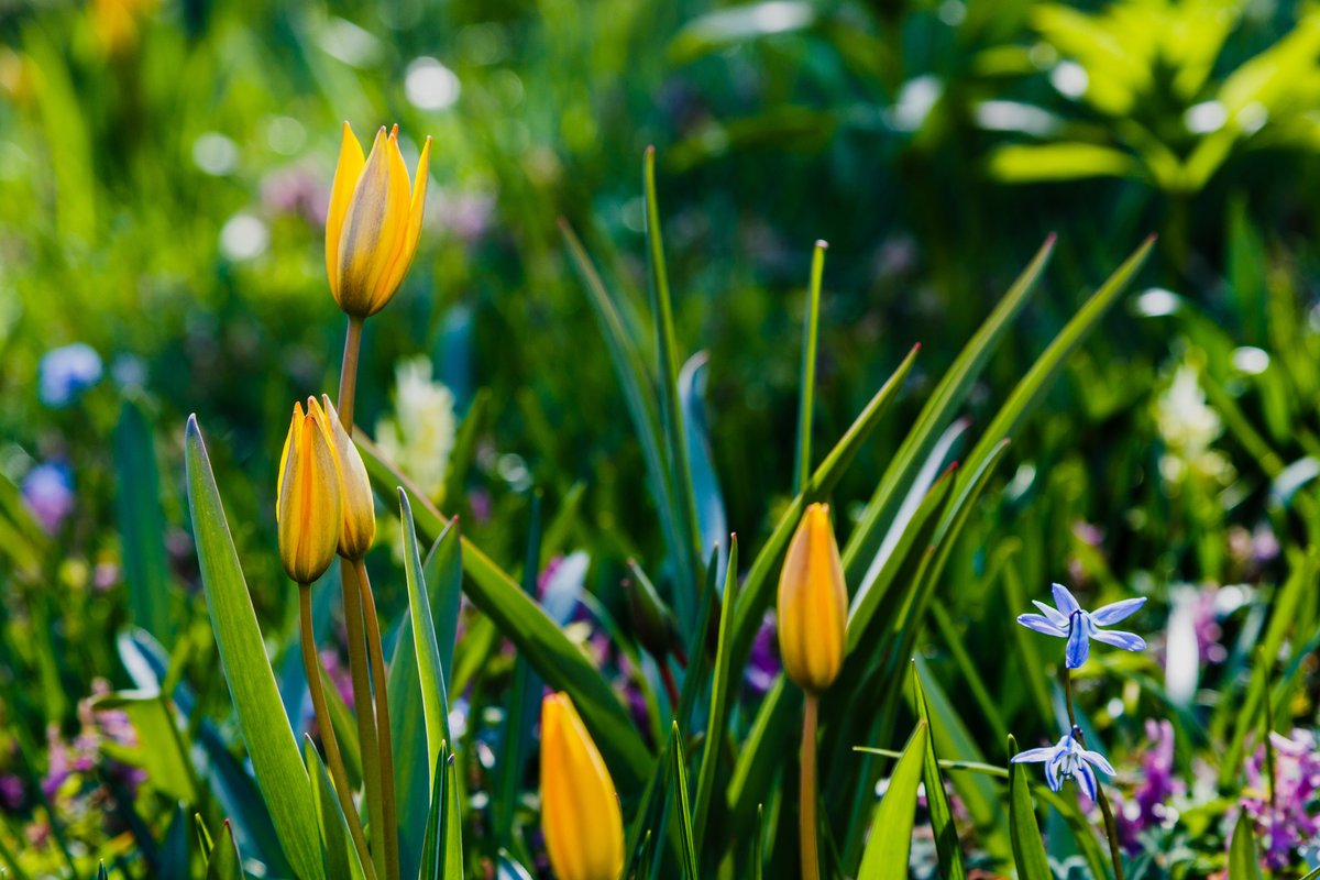 The Grounds Guys tweet media